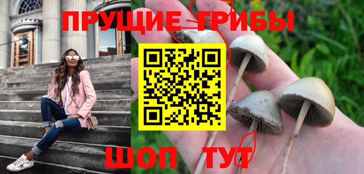 Псилоцибиновые грибы Psilocybine cubensis Кизилюрт